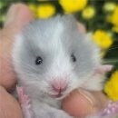 펫엔글라이더본점&로던트클럽 광주 이미지