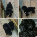 똥강아지애견샵 이미지
