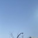 이도플랫