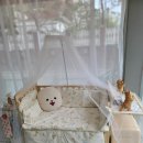 개성있냥 이미지