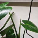 녹색식물 | [베타정원#07] 한달 간 식물 성장 후기🌿 식물등을 하루라도 빨리 할 걸!