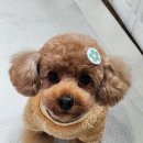 스마일애견미용 이미지