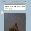 멍멍샵 이미지