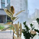 댕스밀 이미지
