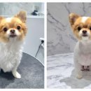 320 펫살롱 | 포메른 펫살롱 미용 후기 #3