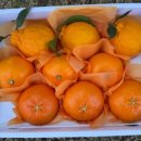 귤하우스 이미지