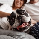 강아지미장원 이미지