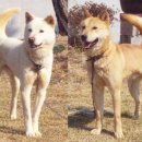 순수진돗개 이미지