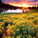 꽃이있는풍경 이미지