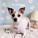 그루멍(groomung) 이미지