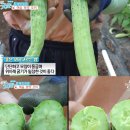 굿모닝 농장 이미지