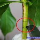 커피나무 이미지