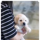 힐링애견샵 이미지