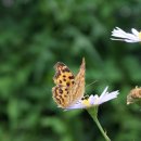 서화마을 이미지