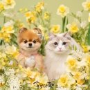 꽃보다사진관