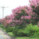 강변로길 이미지