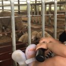 주아목장 이미지