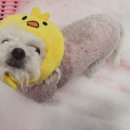 삐삐펫살롱 이미지