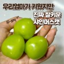 비결농장 | [공지] 고당도 샤인머스켓 농장 비결? 샤인머스켓 제철 수확! 초롱샤인팜 이야기
