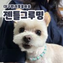 젠틀그루밍 이미지
