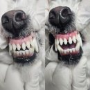 김 S 동물병원 이미지