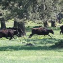 제주 흑우 이미지