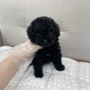 로얄독 강아지분양 화성동탄점 | 화성강아지분양 검색 흐름 끝에 도착한 드림독 인천 방문 기록 📝