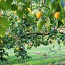 해복농장 이미지