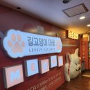 고양이 마을 | 서울 잠실 데이트 무료입양도 가능한 고양이카페 길고양이마을 솔직후기