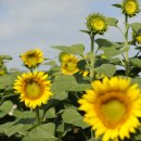 Bragg Farms 해바라기 이미지