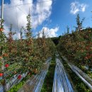 구름이쉬어가는농원 이미지