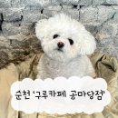 순천 구루커피로스터스 공마당점 | 옥리단길 애견동반카페 재방문 후기