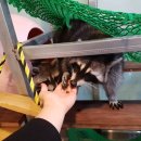 미어캣인더시티 이미지