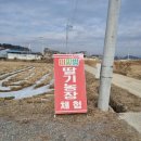 이찌방딸기