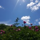 오월의 언덕 이미지