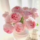 Peony(피오니)