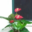 상록꽃화원 이미지