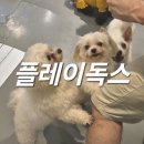 플레이독스 | 행복하게 놀수 있는 카페 &#39;플레이독스&#39;🐶🐱 내돈내산 찐방문 후기!✨️(위치, 내부, 메뉴, 이용료, 주의사항...