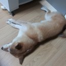 준켄넬 이미지