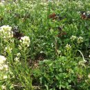 풀잎농장 이미지