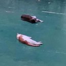 스테이오캄 이미지