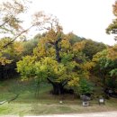 보석사   은행나무 이미지