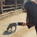 그린닭갈비 이미지