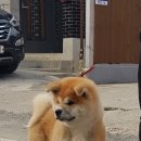 아키타 이미지