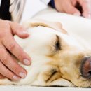 서산동물병원 이미지