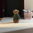 TEDDY DOG | [바버 Barbour] 카키 테디 플리스 애견 점퍼 S 후기