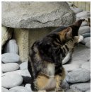 고양이세수 이미지