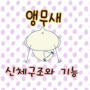 과일앵무새 이미지