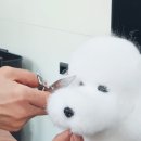 나랑애견유치원 이미지