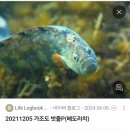 해미정횟집 | [창원도계동맛집] 가족외식으로 만족했던 룸 횟집 '거제도횟집'